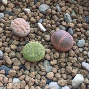 我新添加了一棵“石頭玉”到我的“花園”。