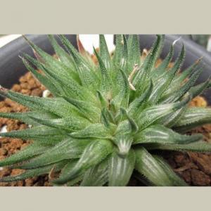 名称:  #毛岩蓝  
英文名：Haworthia pubescens 
科:  #百合科  
属:  #十二卷属  
种植难度:  #容易  
生长季:  #冬型种  
