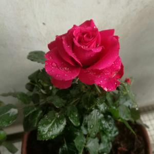 我新添加了一棵“月季 袖珍玫瑰 大红”到我的“花园”