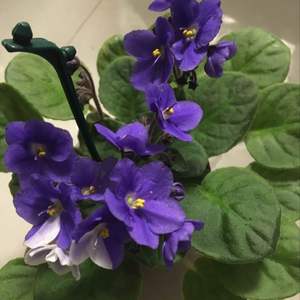 我新添加了一棵“紫罗兰”到我的“花园”
