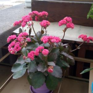 我新添加了一棵“长寿花（玫红）”到我的“花园”
