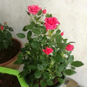 我新添加了一棵“月季 袖珍玫瑰 玫红”到我的“花园”