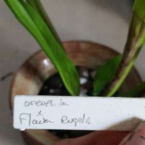 I just got a pitcher plant to control the fly problem my roomies have created, BUT this was the healthiest one they had at my local Grey's 😐 I can't make out the second name but it's Ophelia x flower(?) something