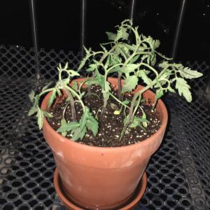 我新添加了一棵“粉冠一号番茄”到我的“花园”