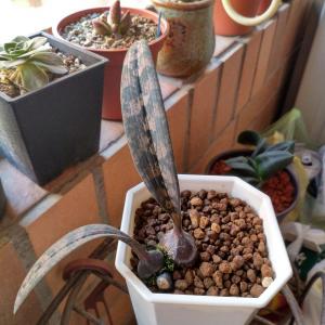 我新添加了一棵“蛇皮蘭”到我的“花園”。