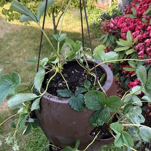 New planter! I’ll hang it soon.