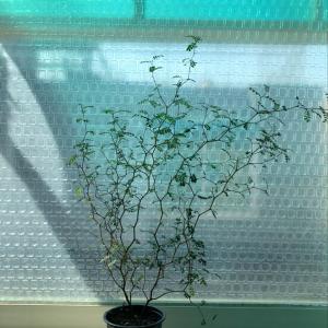 제가 새로운 식물 “마오리소포라”한 그루를 나의 “화원”에 옴겼어요. 