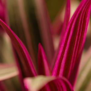 Name: Rhoeo Discolor
Latin: Tradescantia spathacea
Origin: South America
Plant height: 30 - 40 cm
Reproduction:  #Stems  
Difficulty level:  #Easy  
Tags:  #SouthAmerica   #Tradescantiaspathacea  

