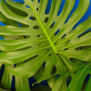 Name: Swiss cheese plant
Latin: Monstera deliciosa
Origin: South America
Plant height: 100 - 500 cm
Reproduction:  #Stems  
Difficulty level:  #Medium  
Tags:  #SouthAmerica   #Monsteradeliciosa  

