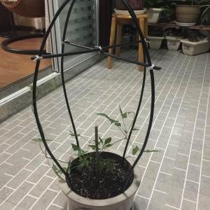 DUANG!我新添加了一棵“铁线莲”到我的“花园”，这是它的第一篇成长志,还请花友们多多关照噢！