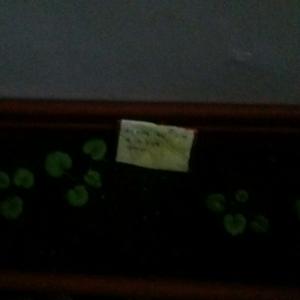 제가 새로운 식물 “Geranium”한 그루를 나의 “화원”에 옴겼어요. 