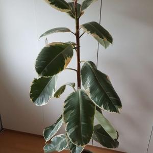Ficus Elastica Variegated
