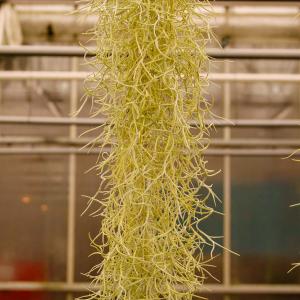 Name: Tillandsia Spanish Moss
Latin: Tillandsia usneoudes
Origin: South America
Plant height: 50 - 150 cm
Reproduction:  #Layering  
Difficulty level:  #Easy  
Tags:  #SouthAmerica   #Tillandsiausneoudes  

