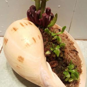 我新添加了一棵“海螺壳”到我的“花园”
