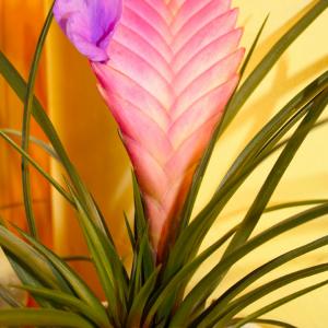 Name: Pink Quill
Latin: Tillandsia cyanea
Origin: Africa
Plant height: 5 - 25 cm
Reproduction:  #Layering  
Difficulty level:  #Easy  
Tags:  #Africa   #Tillandsiacyanea  

