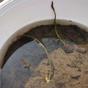 我是不是心急了？看到发了两个芽，就赶紧放进盆里了。这个可是百分百从荷塘里挖来的塘泥，光挑走田螺就挑了半天呢。
