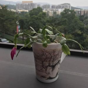 Schlumbergera truncata/蟹爪兰