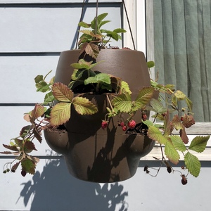 Hung the planters. The bubble berry is on the left.