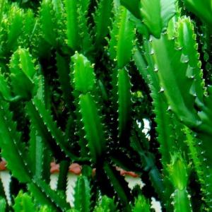 名称:  #帝锦  
英文名：Euphorbia lactea 
科:  #大戟科  
属:  #大戟属  
种植难度:  #容易  
生长季:  #夏型种  
