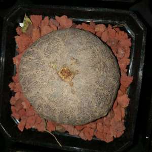 Stephania erecta 素可泰圆叶山乌龟