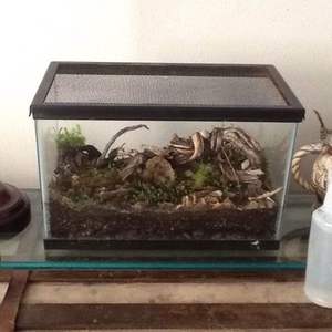 Finally able to display my terrariumsi around my house