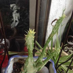 Variegated Opuntia Cactus