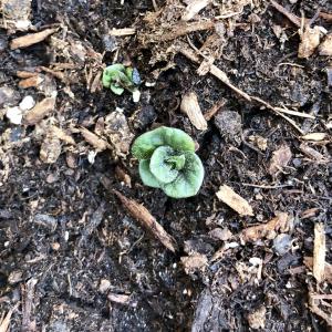 A second sprout!
