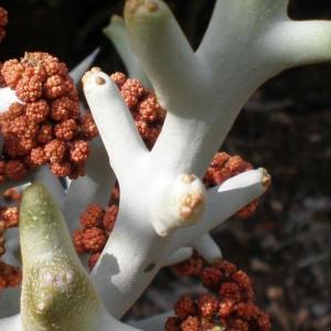名称:  #银角珊瑚  
英文名：Euphorbia stenoclada 
科:  #大戟科  
属:  #大戟属  
种植难度:  #容易  
生长季:  #夏型种  
