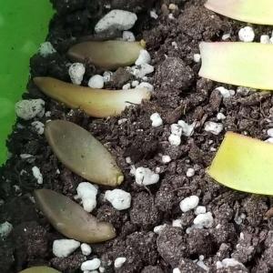 tiny little sprouts