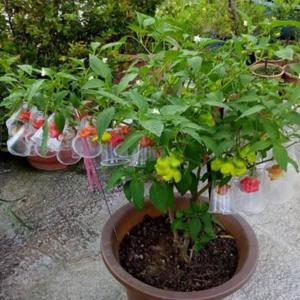 我新添加了一棵“辣椒-風鈴椒”到我的“花園”。
