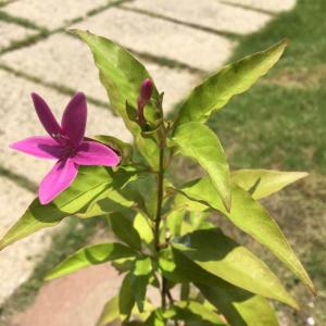 我新添加了一棵“紫雲杜鵑”到我的“花園”。