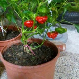 我新添加了一棵“辣椒-紅圓帽辣椒”到我的“花園”。