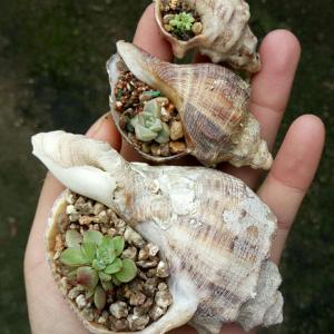 我新添加了一棵“贝壳”到我的“花园”