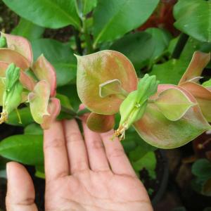 Euphorbia tithymaloides (?)