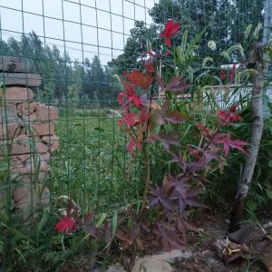 我新添加了一棵“日本红枫”到我的“花园”