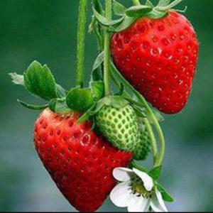 我新添加了一棵“塞娃草莓”到我的“花园”