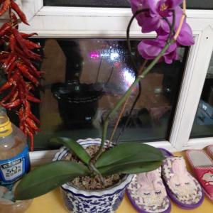 我新添加了一棵“蝴蝶兰”到我的“花园”