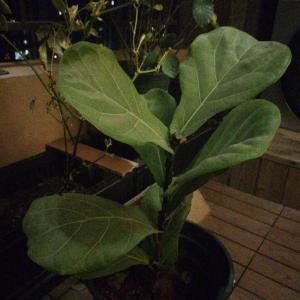 我新添加了一棵“琴叶榕”到我的“花园”