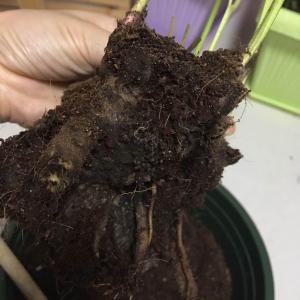 这货从一开始种下根部就在腐烂，用的土透水性不好，太潮湿，不通风。已经换了新土剪了叶子，现在枝干都已经发黑，可能已经死亡了