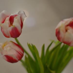 名称： #郁金香品种  
            英文名称：Tulipa sp. 
别名：郁金香、草麝香、旱荷花、洋荷花、郁香、紫述香
科： #百合科  
属： #郁金香属  
多年生秋植球根花卉，地下具有圆锥形的鳞茎。每年都需由国外引进球根，短期栽培观赏后就需废弃，来年很难再开花。其硕大的花朵好似情人手中摇晃着的葡萄酒杯，连空气中都弥漫着幸福的味道