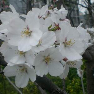 我新添加了一棵“樱花-染井吉野樱”到我的“花园”