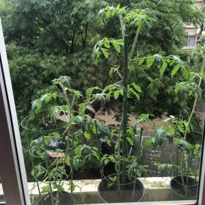 DUANG!我新添加了一棵“小番茄”到我的“花园”，这是它的第一篇成长志,还请花友们多多关照噢！