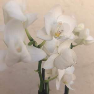I Nuevo agregado un Orquídea blanca en mi jardín