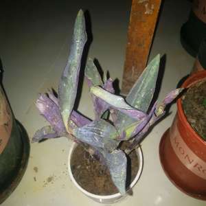 我新添加了一棵“紫萝兰”到我的“花园”