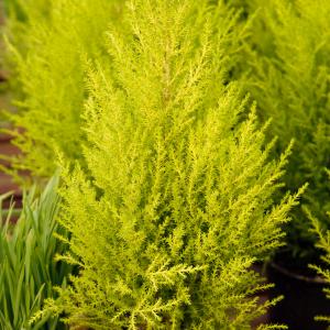 Name: Lemon cypress
Latin: Cupressus goldcrest
Origin: North America
Plant height: 30 - 100 cm
Reproduction:  #Seeds  
Difficulty level:  #Pro  
Tags:  #NorthAmerica   #Cupressusgoldcrest  

