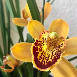 I Nuevo agregado un Orquídea grande hoja larga en mi jardín