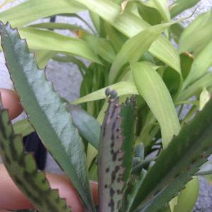 Bryophyllum Daigremontianum Kalanchoe 