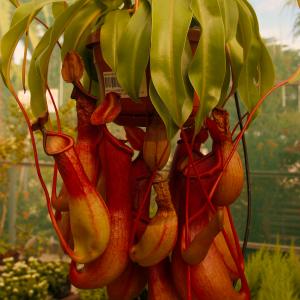 Name: Pitcher Plant
Latin: Nepenthes
Origin: Oceania
Plant height: 30 - 60 cm
Reproduction:  #Stems  
Difficulty level:  #Pro  
Tags:  #Oceania   #Nepenthes  

