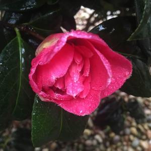 Camellia - 茶花