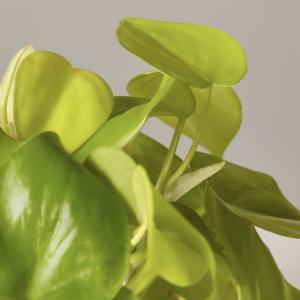 Philodendron scandens ‘Lemon Lime’